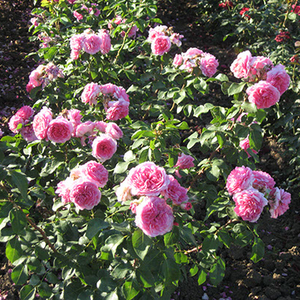 Różowy, z bledszymi zewnętrznymi płatkami - róże parkowe